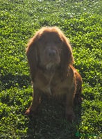 Cocker Spaniel dogs 🤎 beautiful KC working cocker spaniels🤎 - Advert 3