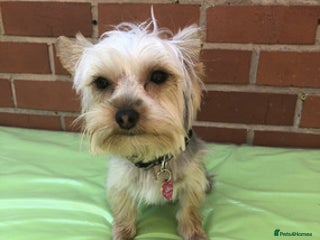 Yorkshire Terrier dogs for sale: lovely Yorkshire terrier - Advert 1