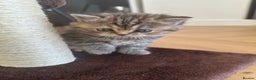 British Shorthair cats for sale: Gorgeous Brown Tabby BSH Kittens - Advert 21