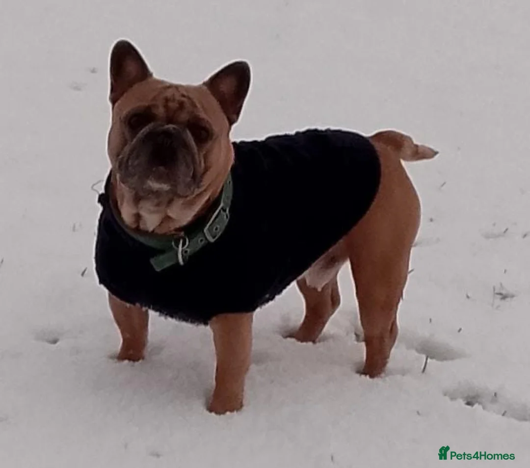 French Bulldog dogs for stud: Outstanding 5 Generation French Bulldog Stud in Coalville - Advert 2