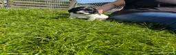 Sprocker dogs for sale: Beautiful F1 Sprocker Puppies - Advert 6