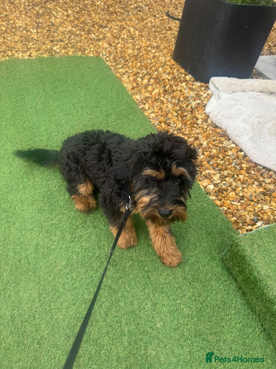 Cavapoo dogs for sale: Female cavapoo 6 month old  in Stourport-on-Severn - Advert 6