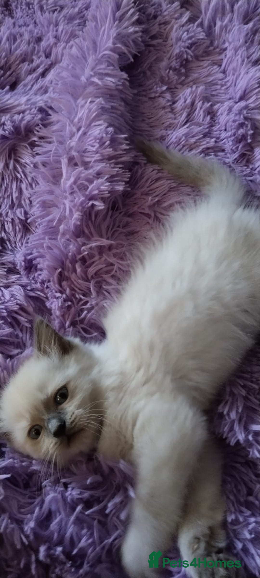 Ragdoll cats for sale: Tica registered ragdoll kittens - Advert 6