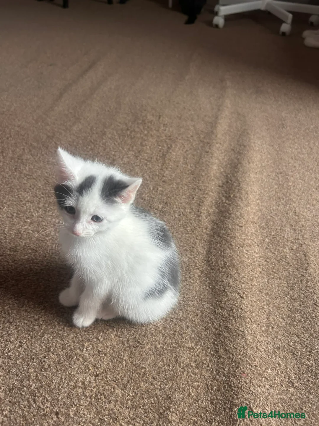 Mixed Breed cats for sale: Kittens - Advert 12