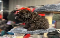Mixed Breed dogs for sale: Asian toy poodle black boy  - Image 7