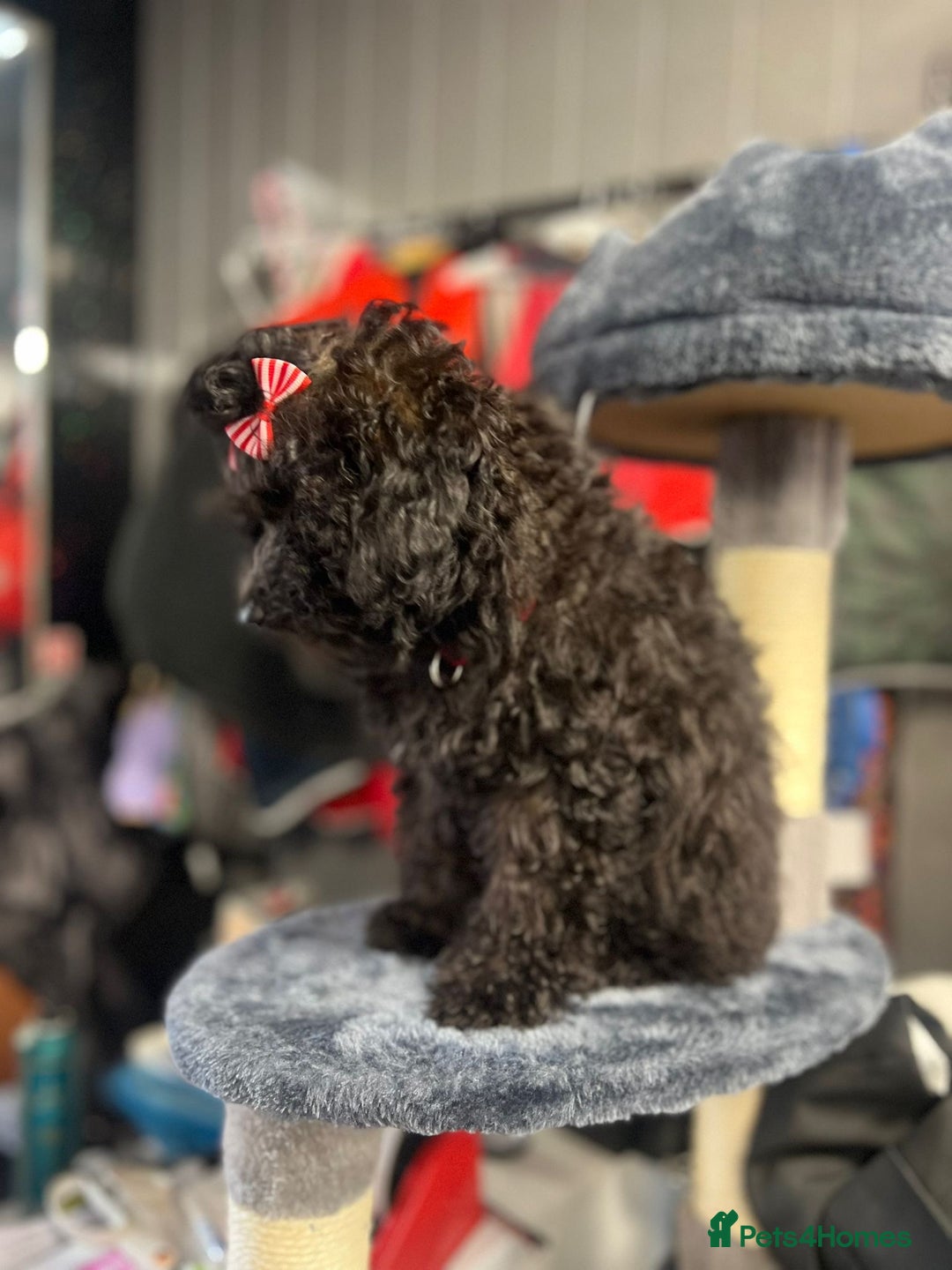 Mixed Breed dogs for sale: Asian toy poodle black boy  - Image 7
