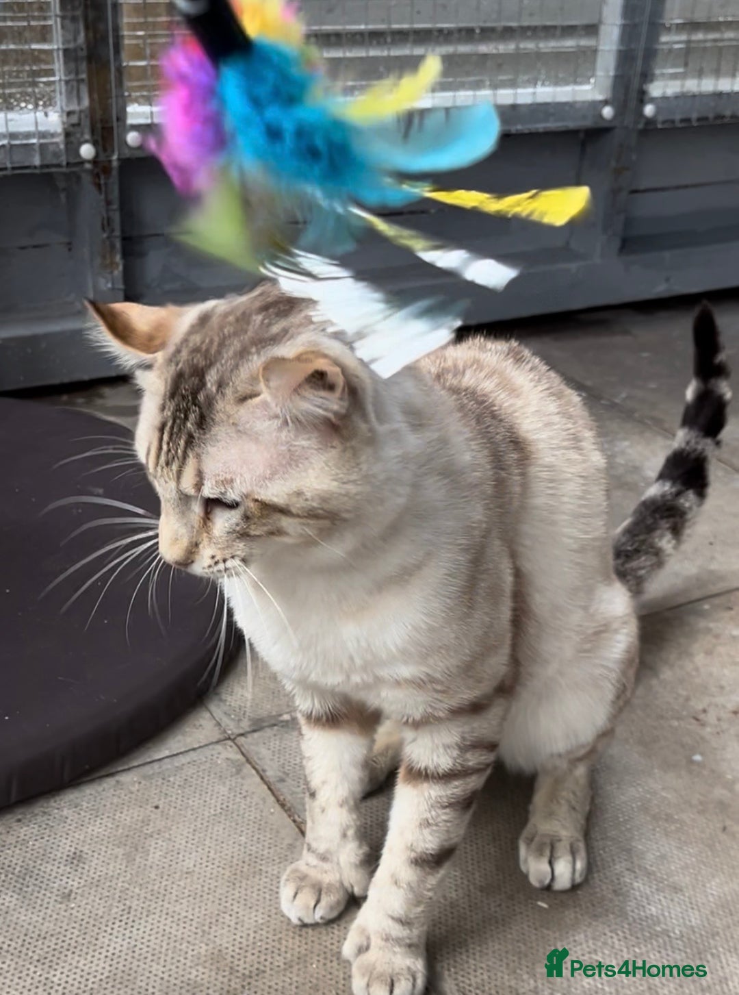 Keetso cats for sale: Gorgeous polydactyl curled eared boy  - Advert 12