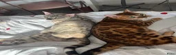 Bengal cats for sale: Bengal cats for sale  - Advert 15