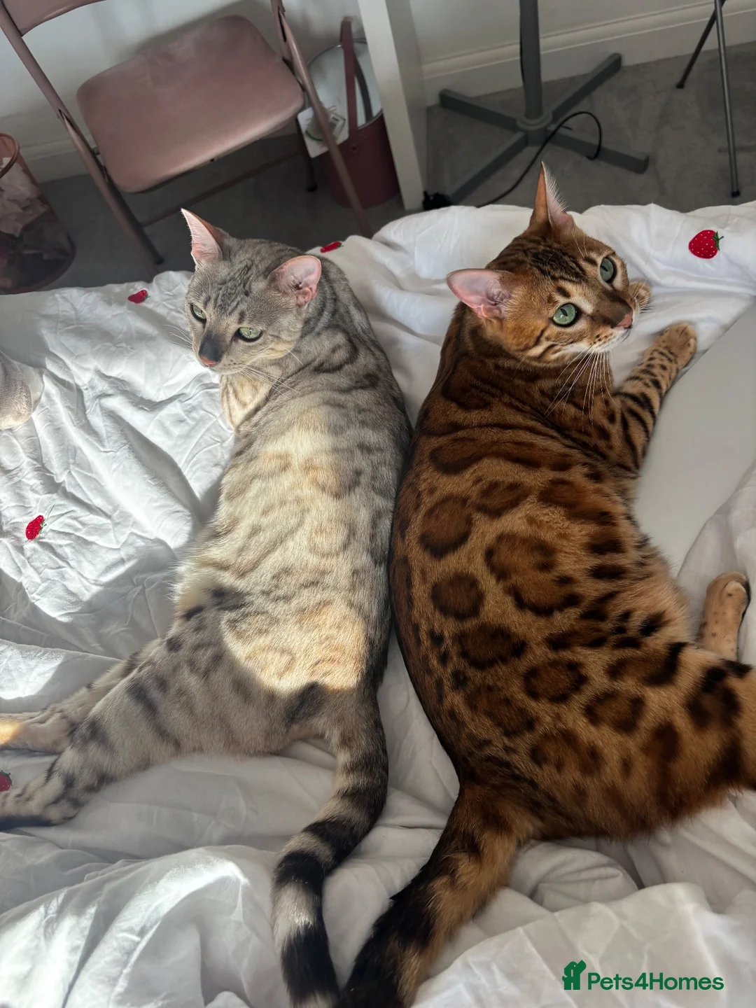 Bengal cats for sale: Bengal cats for sale  - Advert 15