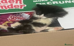 Brazilian Shorthair cats for sale:  14 week 5 day boy  - Image 5
