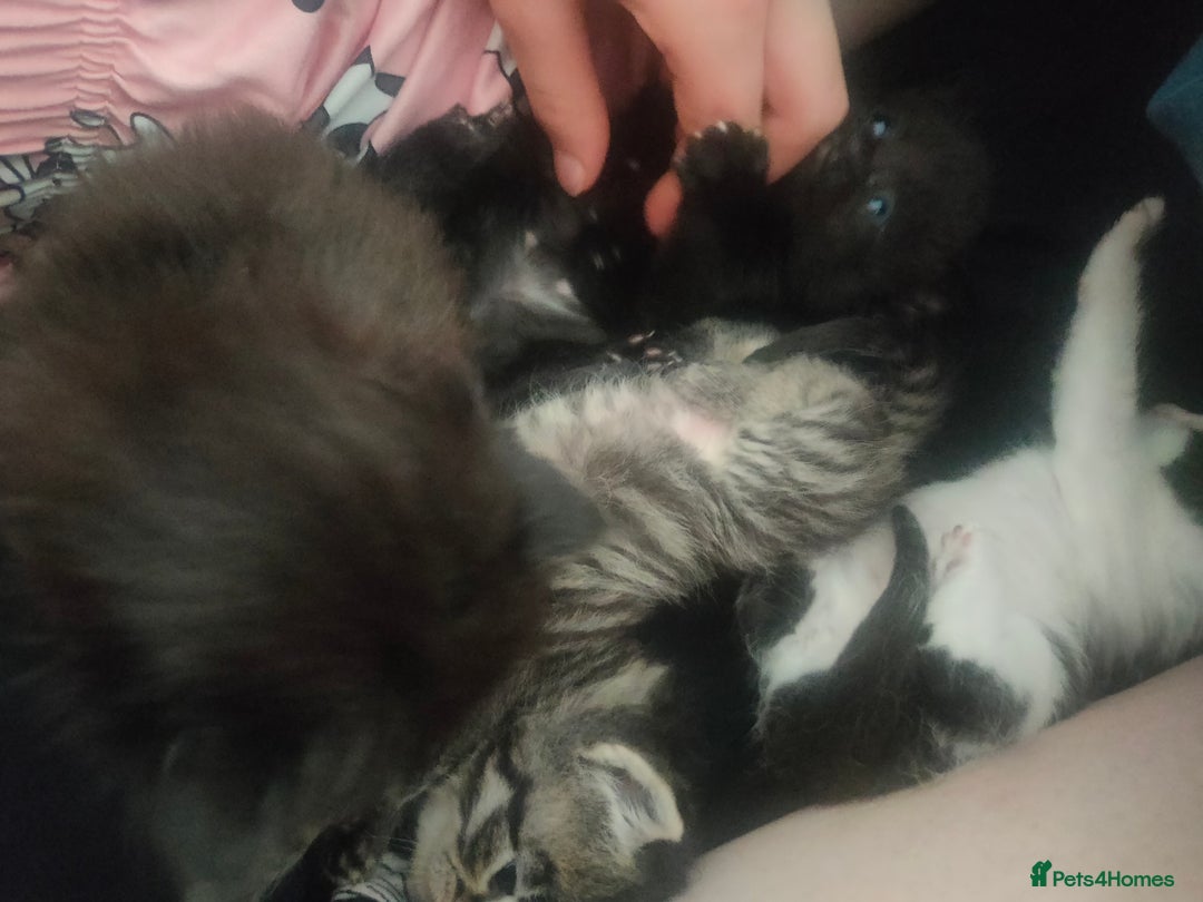Maine Coon cats for sale: Beautiful maneicoon x siberian Kittens - Image 3