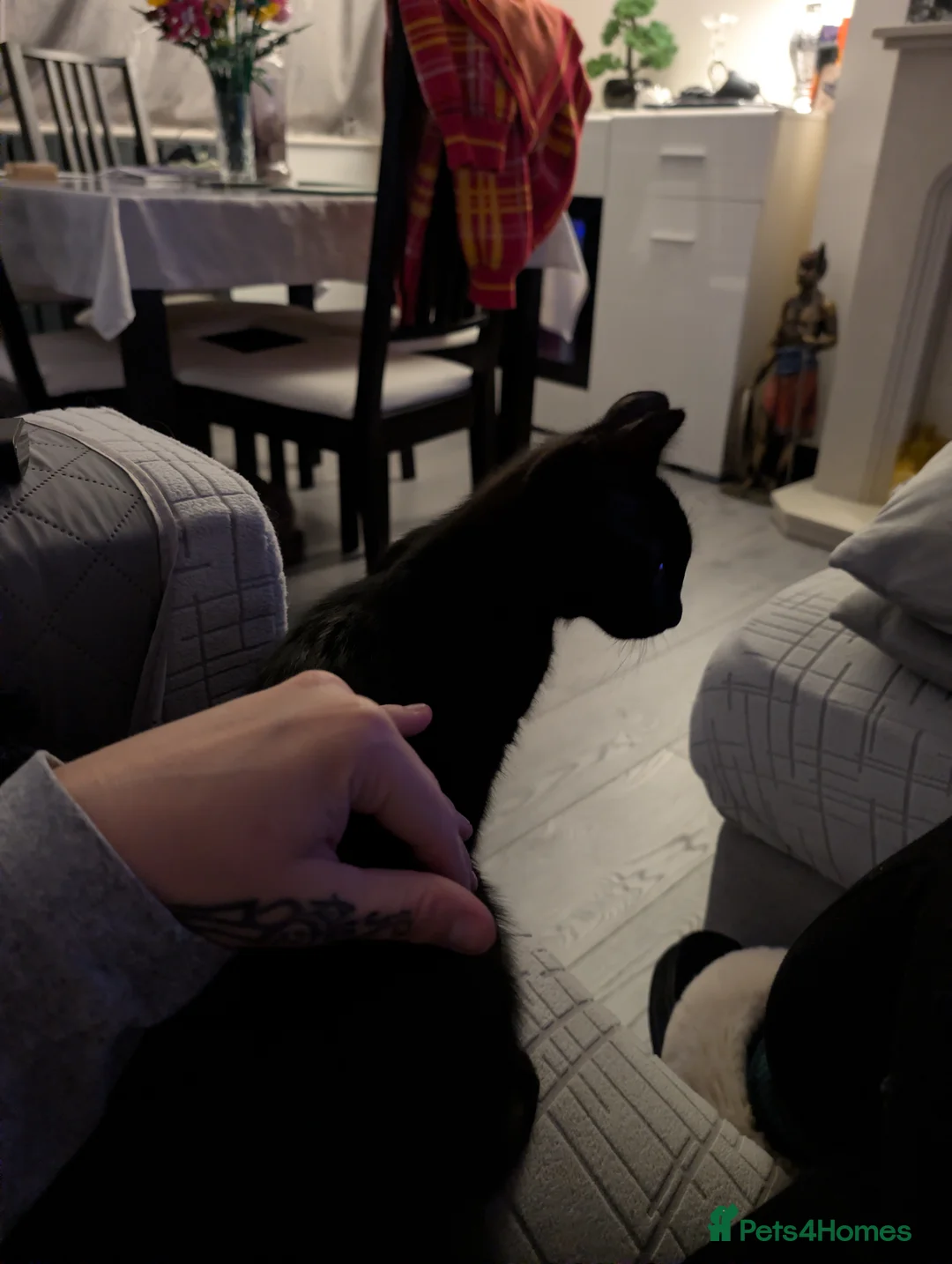 Mixed Breed cats for sale: Beautiful black little girl  - Advert 10