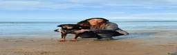 Mixed Breed dogs for adoption: Eddie - Translyvanian Hound  in Bideford - Advert 6