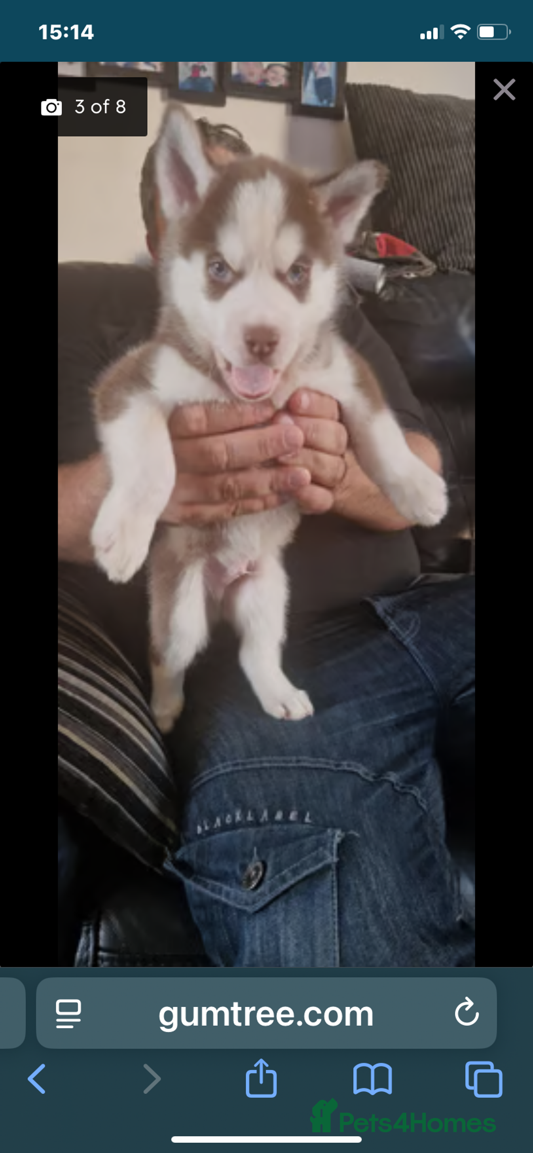 Siberian Husky dogs for sale: Siberian huskys - Image 2