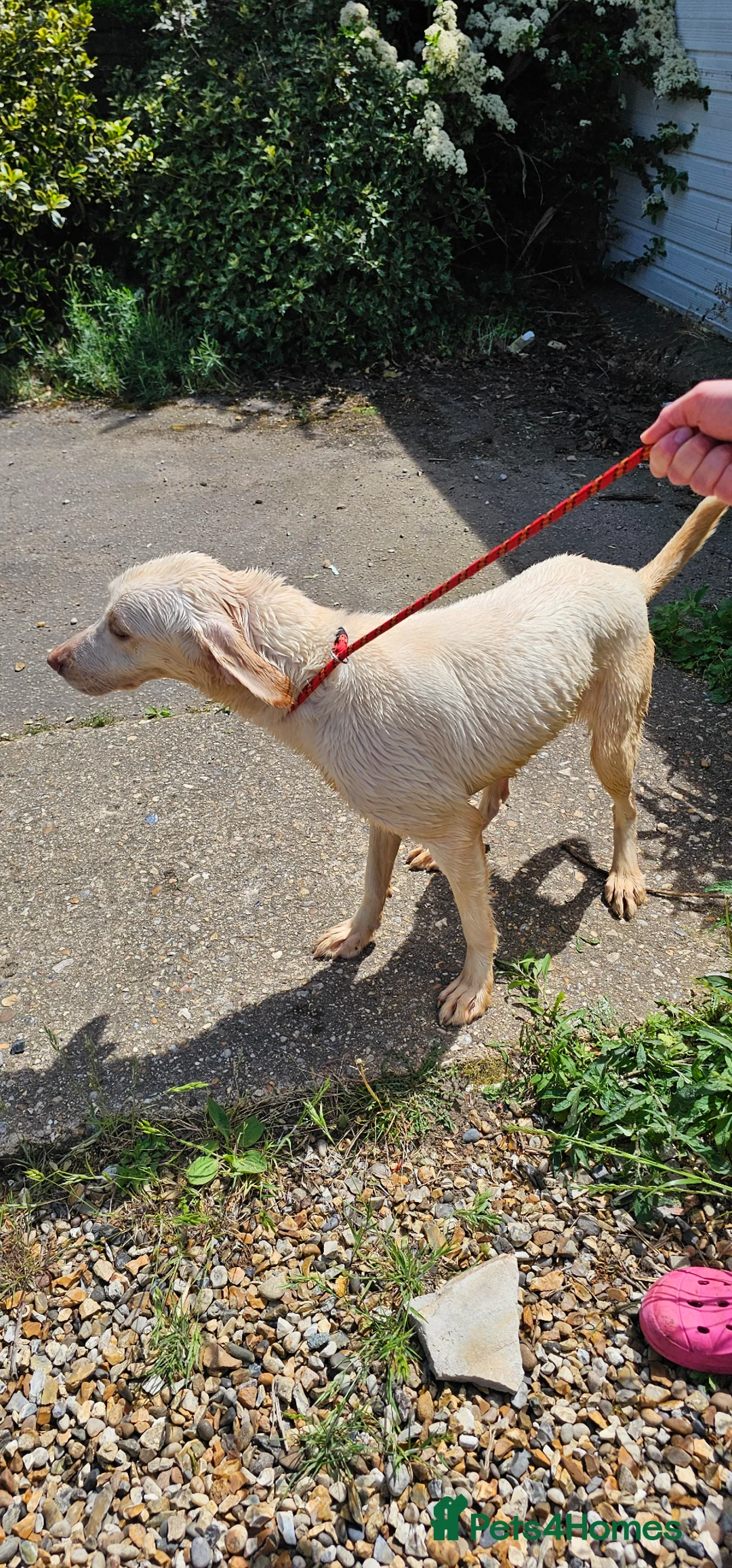 Labrador Retriever dogs for sale: White labrador retriever  - Advert 2