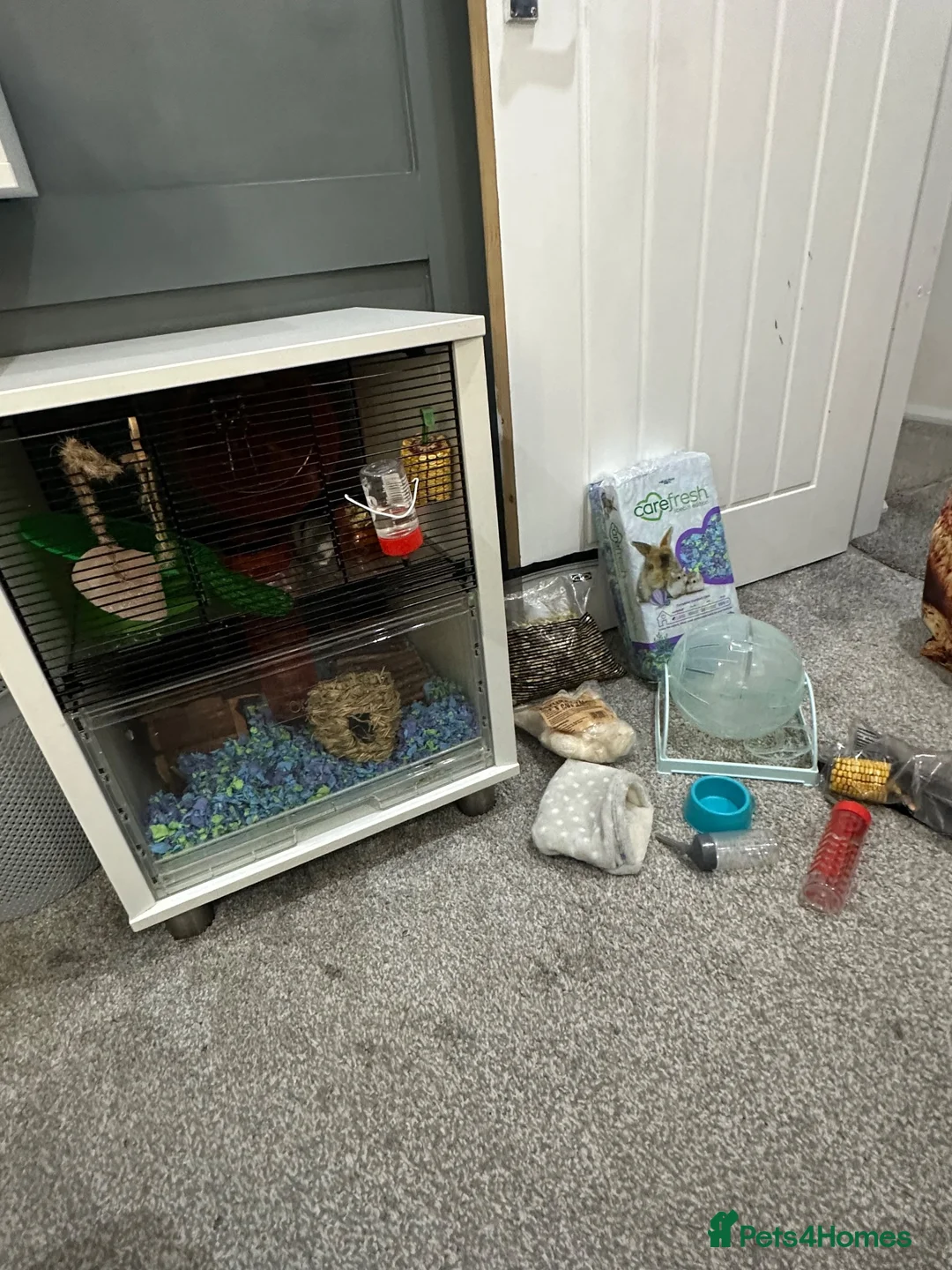 Hamster rodents for sale: Russian dwarf male hamster with omlet cage  - Advert 1