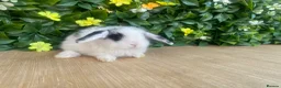 Mini Lop rabbits for sale: Mini lops Est since 2014  - Advert 3