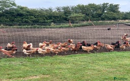 Chickens poultry for sale: BEAUTIFUL EGG LAYING HEN’S - Image 1
