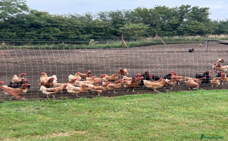 Chickens poultry - Advert 8