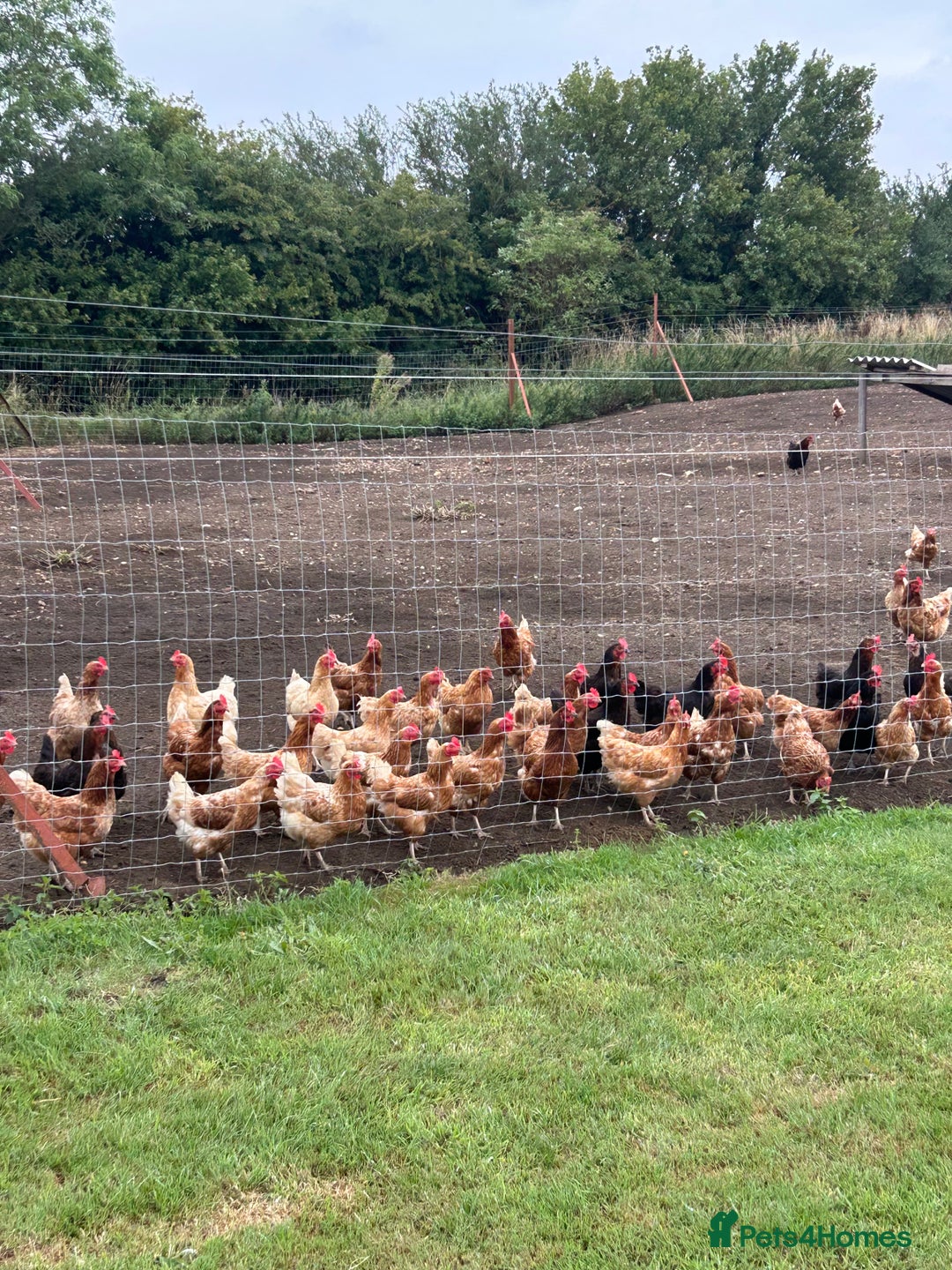 Chickens poultry for sale: BEAUTIFUL EGG LAYING HEN’S - Image 1