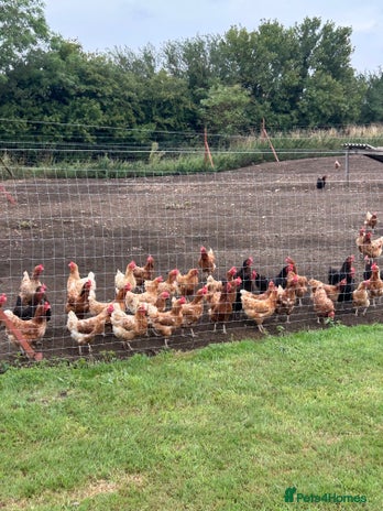 Chickens poultry - Advert 9