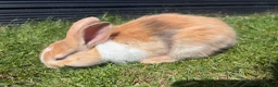 Mixed Breed rabbits for sale: Child friendly, Mixed breed rabbits  - Advert 10