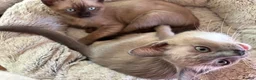 Tonkinese cats for sale: Exquisite Kittens- Tonkinese Dolls - Advert 22