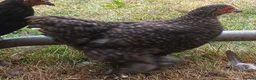 Chickens poultry for sale: Pekin bantam pullets - Advert 2