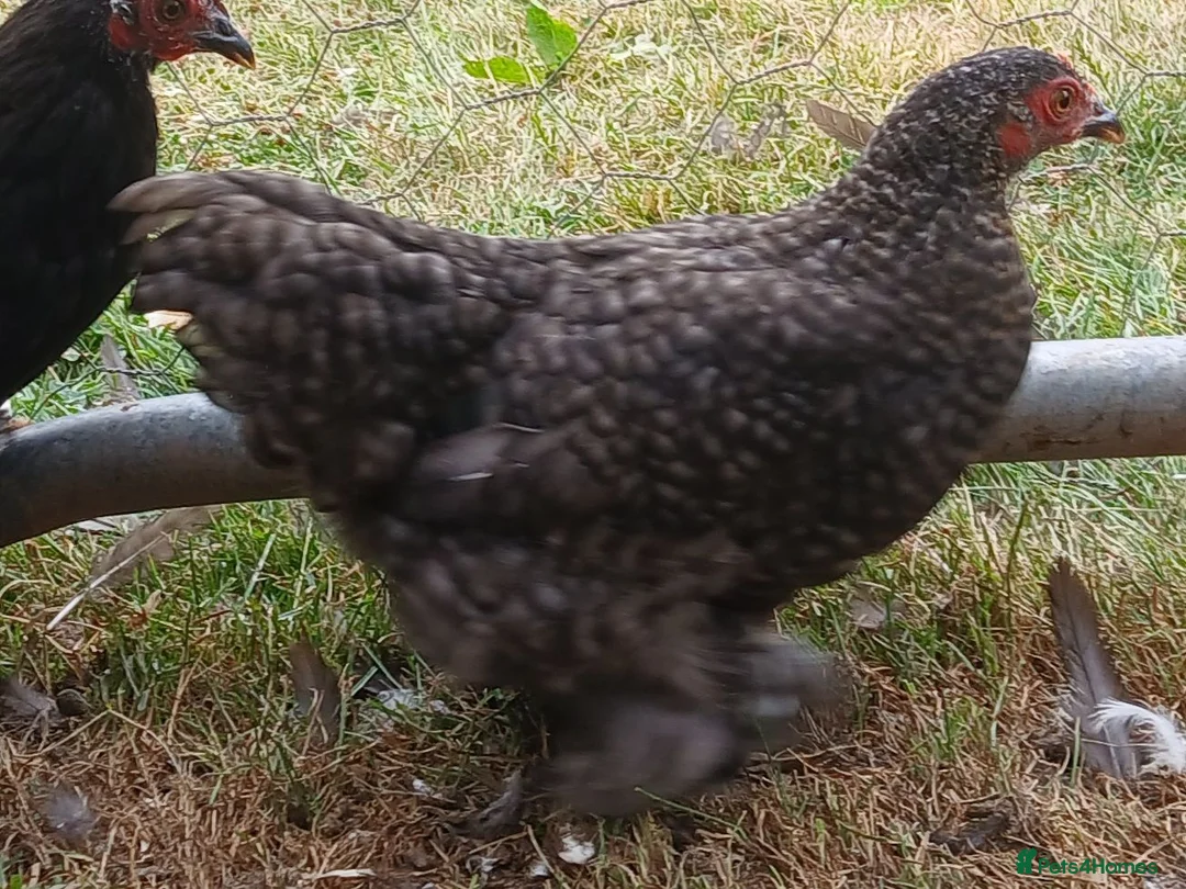 Chickens poultry for sale: Pekin bantam pullets - Advert 2