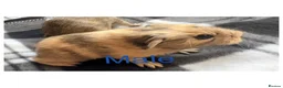 Guinea Pig rodents for sale: Baby guinea pigs - Advert 3