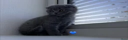 Scottish Fold cats for sale: Beautiful Scottish Fold and Scottish Straight 🐾 - Advert 5