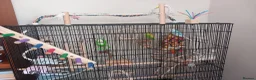 Budgerigars birds for sale: Pair of Budgies for sale !  in Sutton - Advert 3