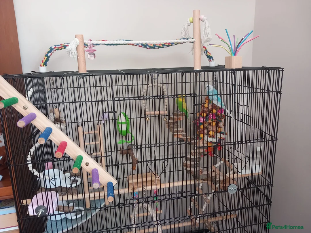 Budgerigars birds for sale: Pair of Budgies for sale !  in Sutton - Advert 3