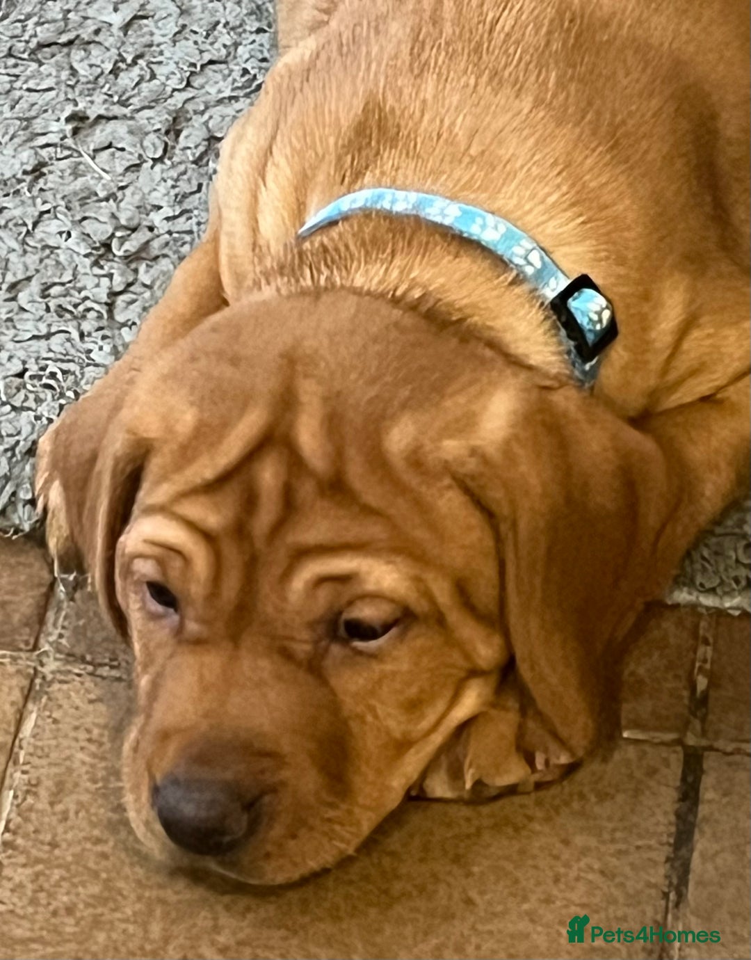 Mixed Breed dogs for sale: HUNGARIAN VIZSLA x FOX RED LABRADOR  - Advert 12