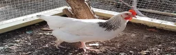 Chickens poultry for sale: Point of Lay Chickens for sale in Longfield - Advert 1