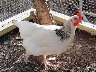 Chickens poultry Point of Lay Chickens for sale - Advert 2