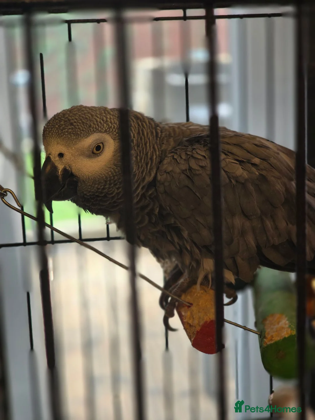 Parrots birds for sale: Beautiful African grey  in Pontefract - Advert 8