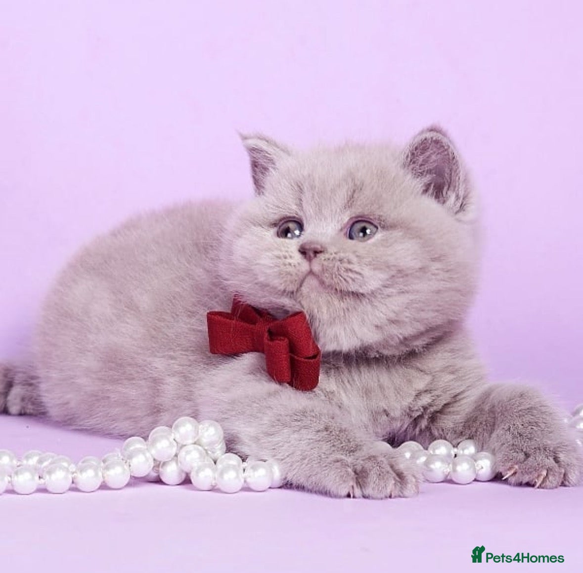 British Shorthair cats for sale: Adorable lilac British shorthair kittens - Advert 22