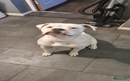 American Bulldog dogs for sale: American bulldog  - Image 6