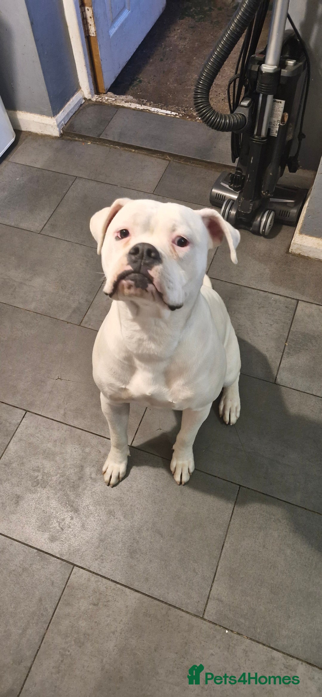 American Bulldog dogs for sale: American bulldog  - Image 6