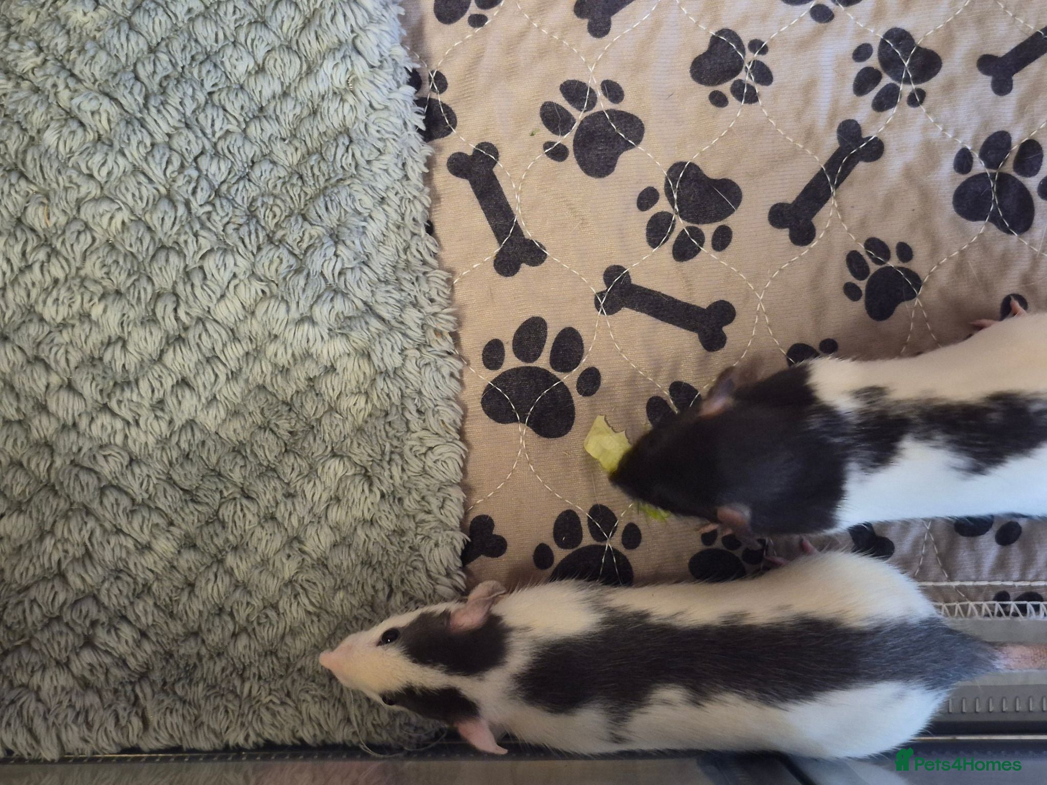 Rat rodents Baby rats 6 weeks old - Advert 1