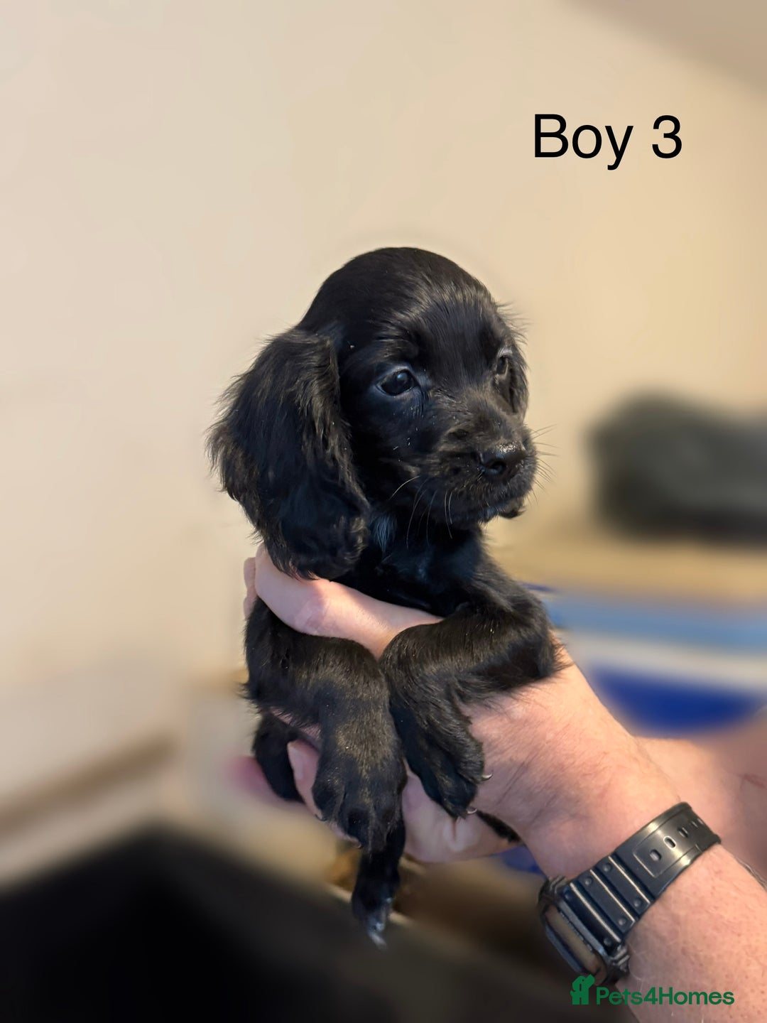 Cocker Spaniel dogs for sale: Beautiful cocker spaniel puppies ready now - Image 1