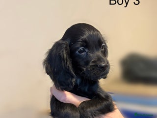 Cocker Spaniel dogs for sale - Advert 1