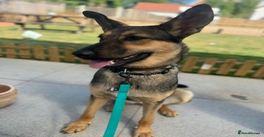 Mixed Breed dogs - Advert 6