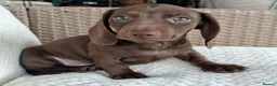 Miniature Dachshund dogs for sale: Whitney - Advert 32