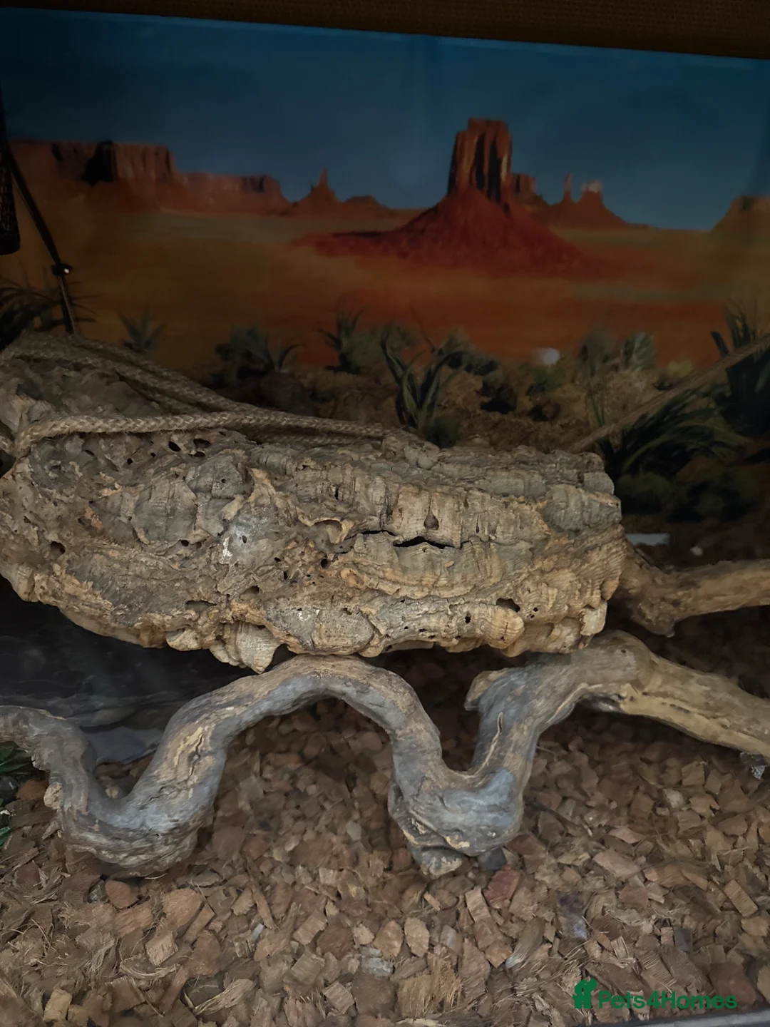 Python Snake reptiles for sale: Royal ball python and set up.  in Hemel Hempstead - Advert 2