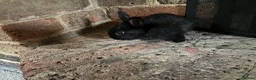 Mixed Breed rabbits for sale: Bunnies for Sale  - Advert 12
