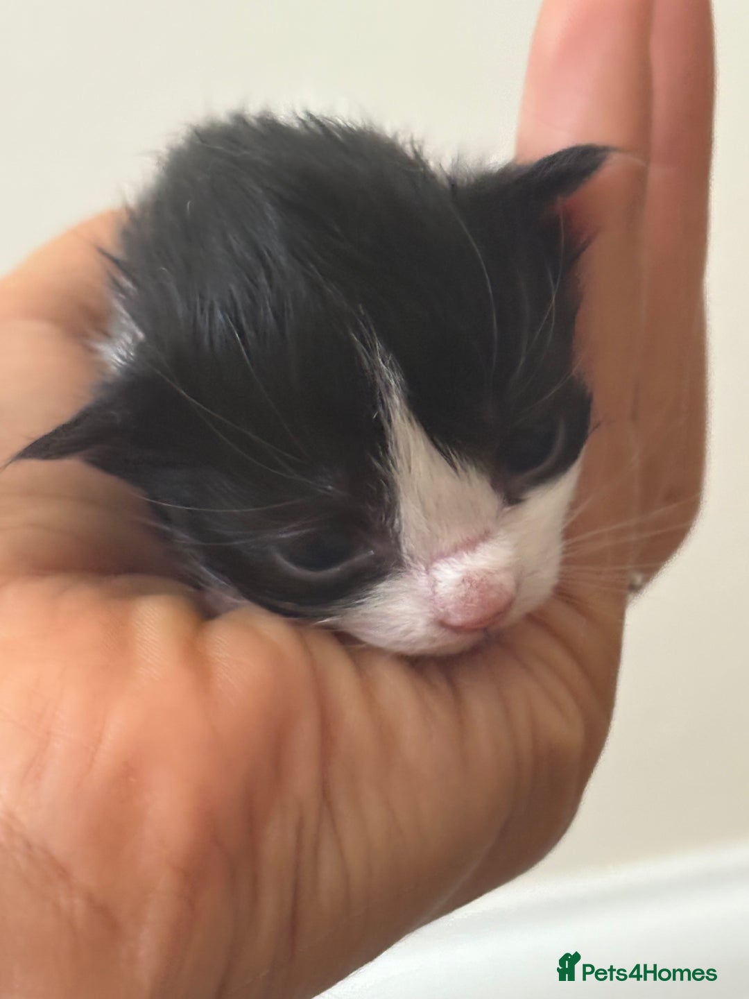 Mixed Breed cats for sale: Seven Tiny Adventures Waiting for Their Families - Advert 18