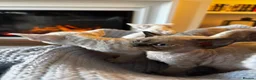 Devon Rex cats for sale: Exceptional FIFe Registered Devon Rex Kittens - Advert 19