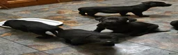 Mixed Breed dogs for sale: Labrador X Cane Corso Puppies READY NOW - Advert 4